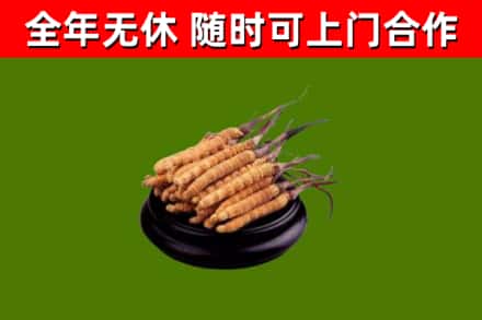梅州烟酒回收冬虫夏草.jpg